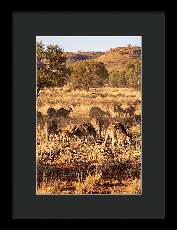 Kangaroo Family In Serenity