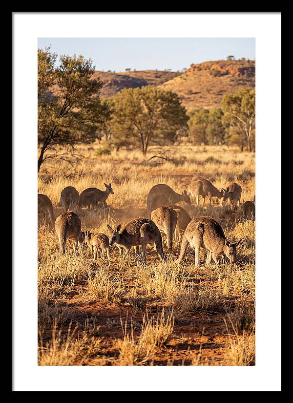 Kangaroo Family In Serenity