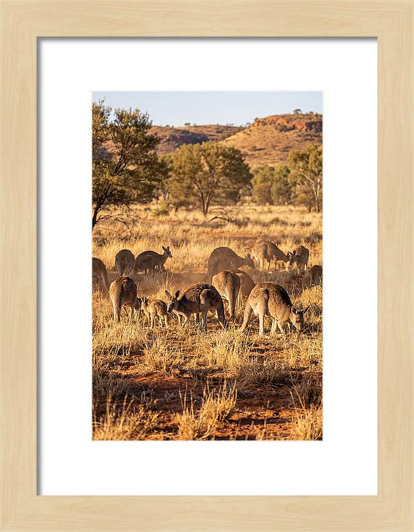 Kangaroo Family In Serenity