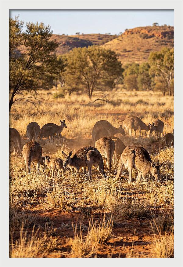 Kangaroo Family In Serenity