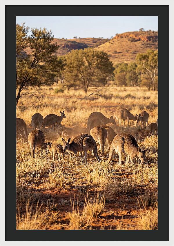 Kangaroo Family In Serenity