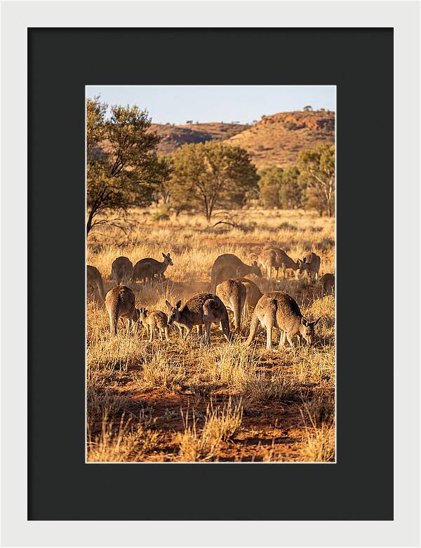 Kangaroo Family In Serenity