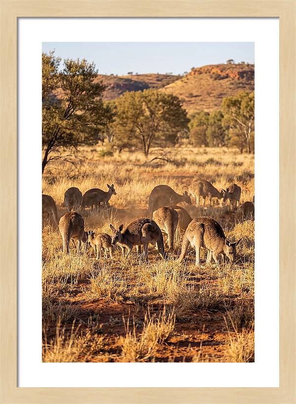 Kangaroo Family In Serenity