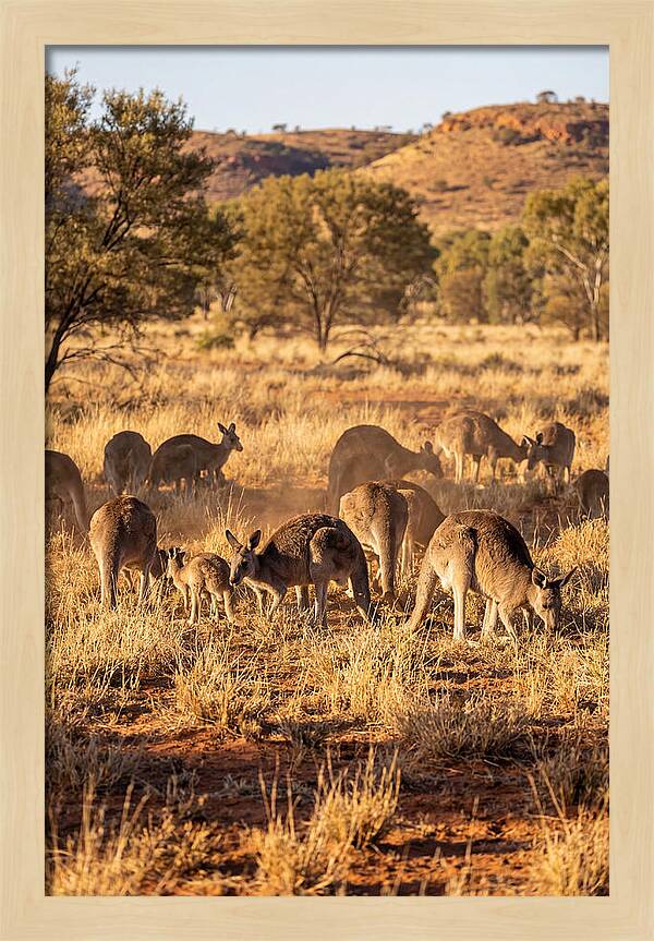 Kangaroo Family In Serenity