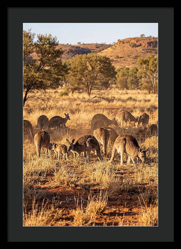 Kangaroo Family In Serenity