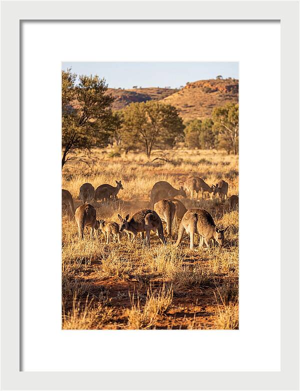 Kangaroo Family In Serenity