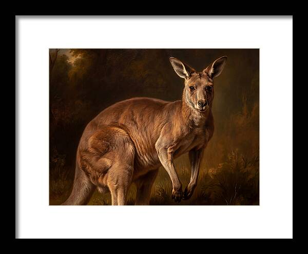 Kangaroo In Natural Splendor