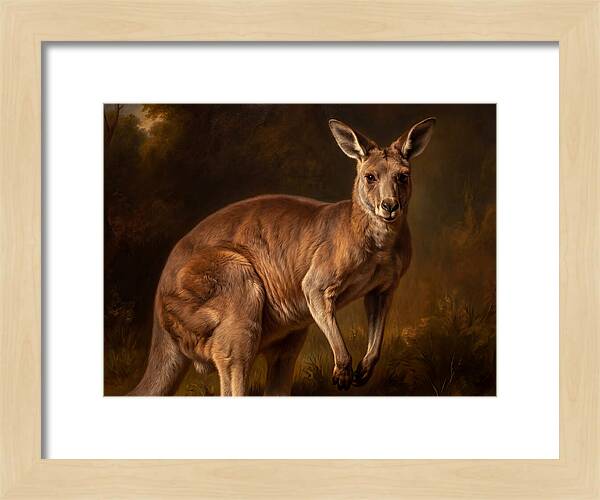 Kangaroo In Natural Splendor