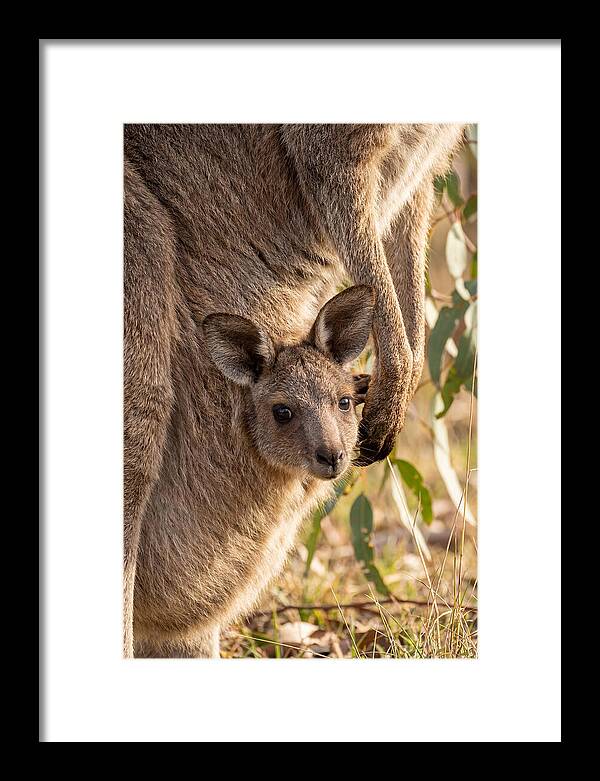 Kangaroo Joey Peeking Out