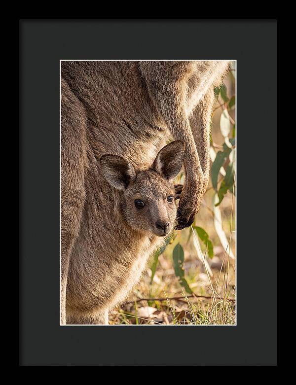 Kangaroo Joey Peeking Out