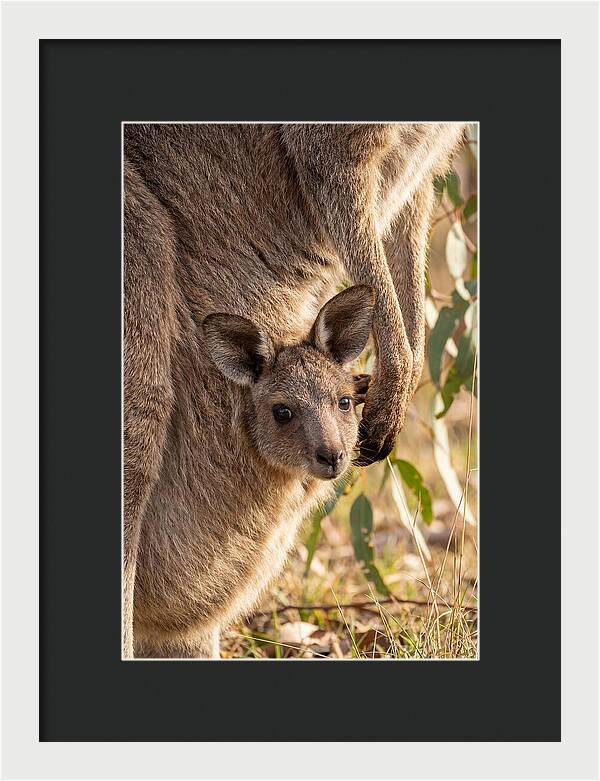 Kangaroo Joey Peeking Out