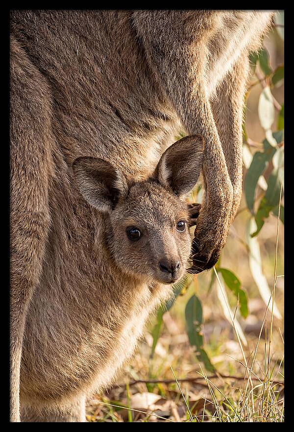 Kangaroo Joey Peeking Out