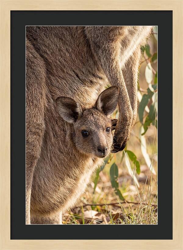 Kangaroo Joey Peeking Out