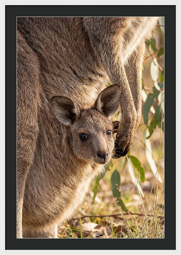 Kangaroo Joey Peeking Out
