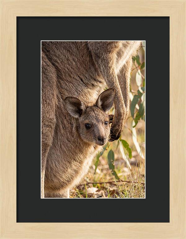 Kangaroo Joey Peeking Out