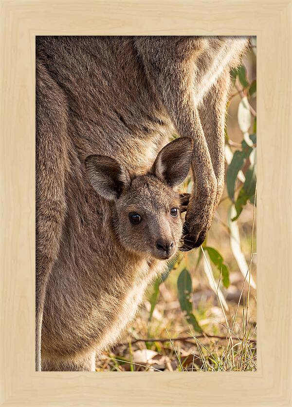 Kangaroo Joey Peeking Out