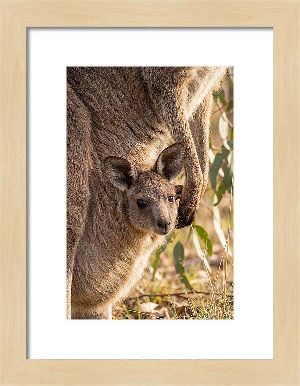 Kangaroo Joey Peeking Out