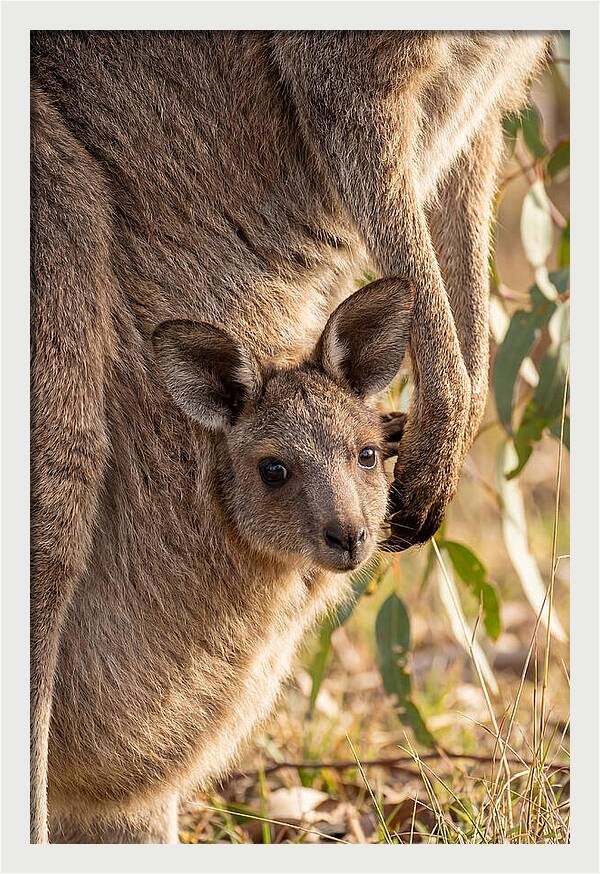 Kangaroo Joey Peeking Out
