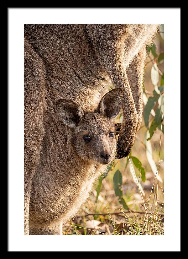 Kangaroo Joey Peeking Out