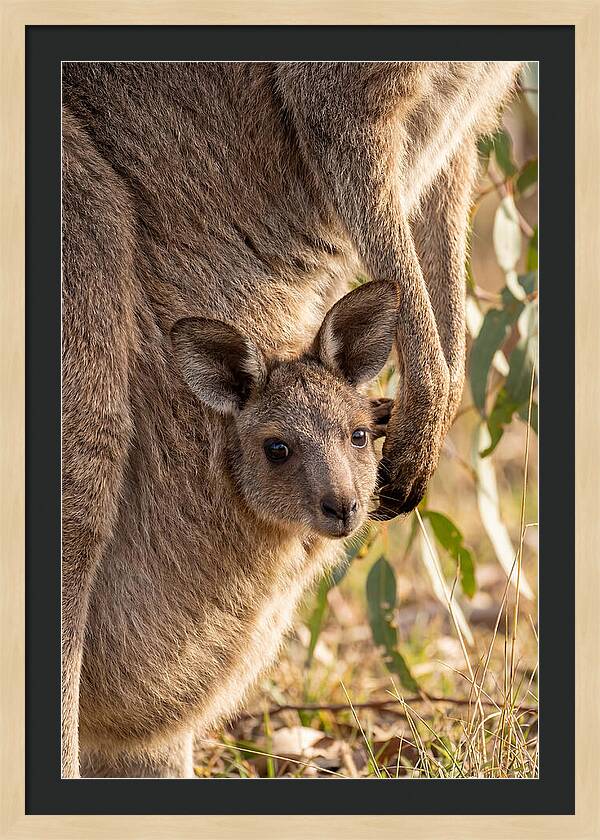 Kangaroo Joey Peeking Out
