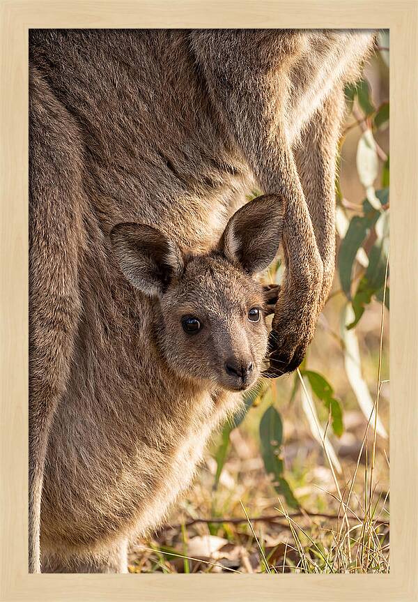 Kangaroo Joey Peeking Out