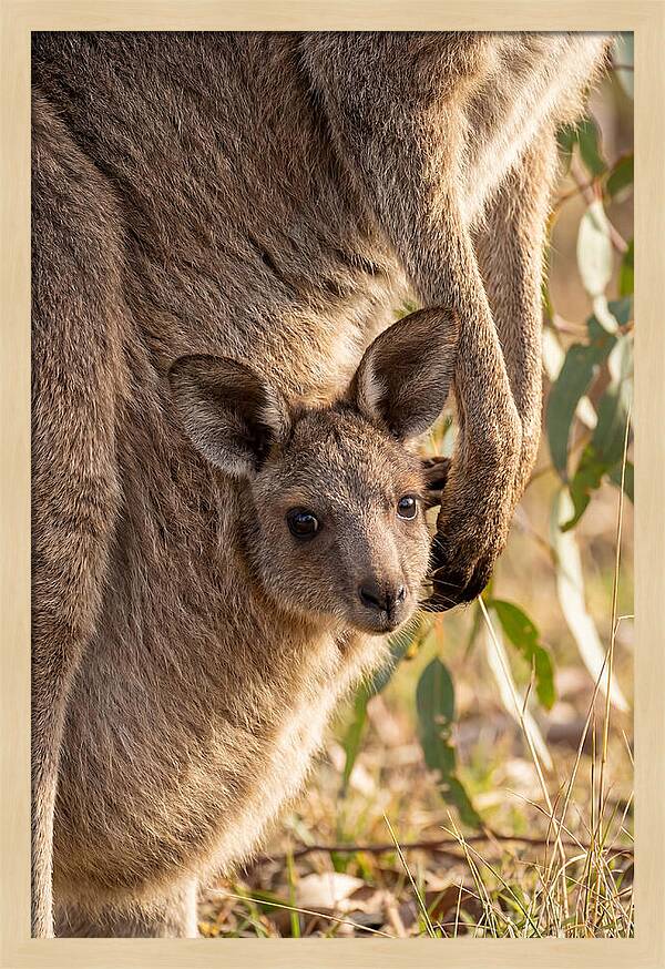 Kangaroo Joey Peeking Out
