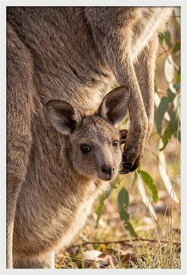 Kangaroo Joey Peeking Out