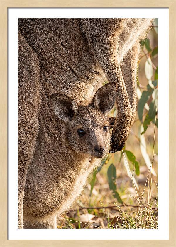Kangaroo Joey Peeking Out