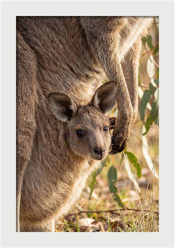 Kangaroo Joey Peeking Out