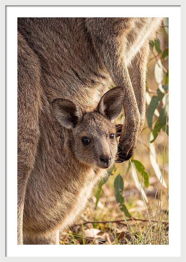 Kangaroo Joey Peeking Out