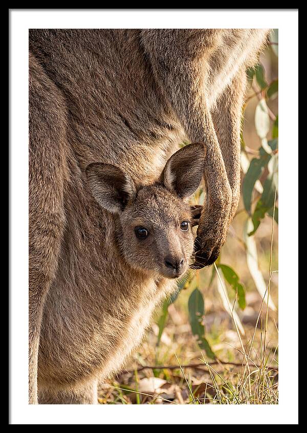 Kangaroo Joey Peeking Out