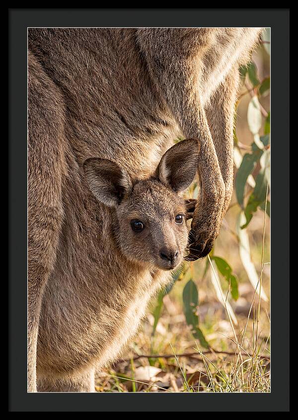 Kangaroo Joey Peeking Out