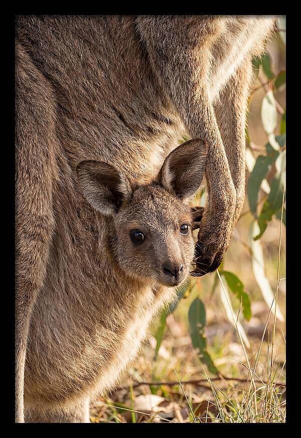 Kangaroo Joey Peeking Out