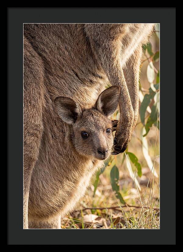 Kangaroo Joey Peeking Out