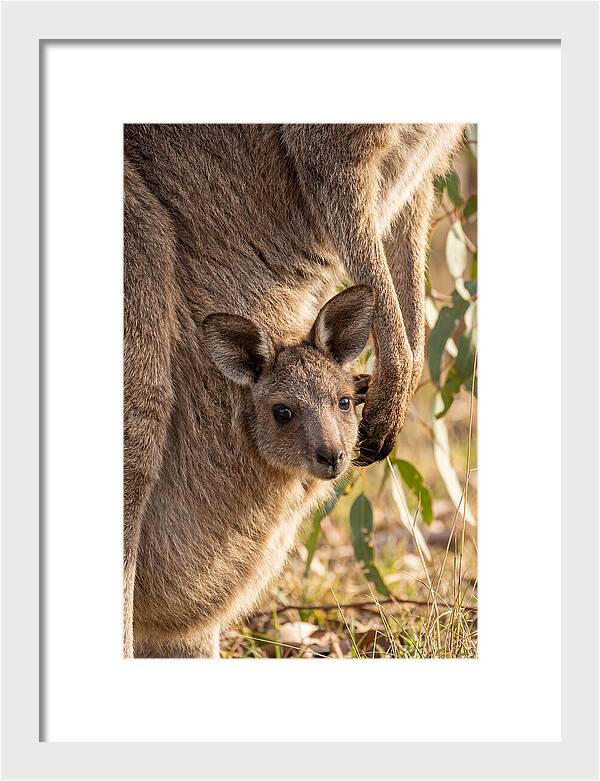 Kangaroo Joey Peeking Out