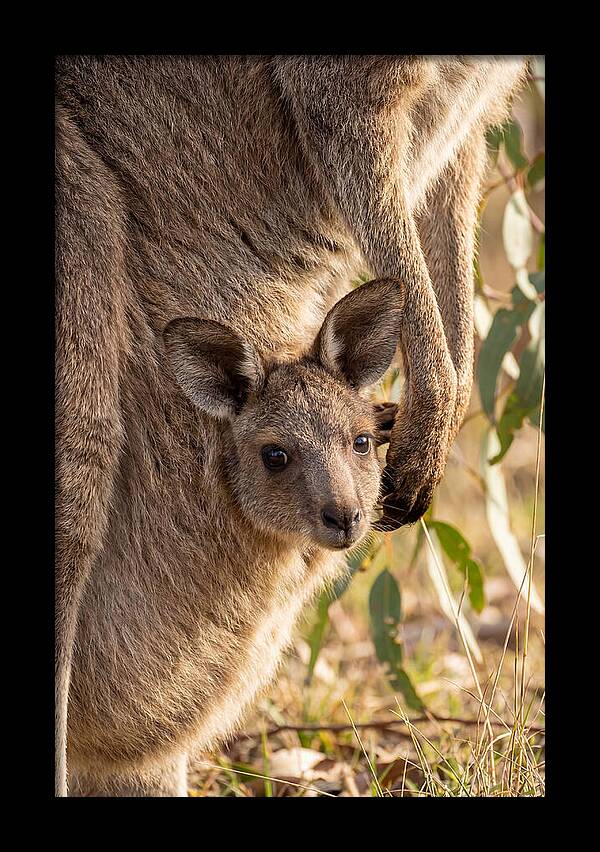 Kangaroo Joey Peeking Out
