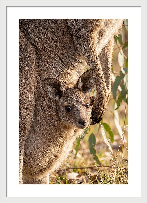Kangaroo Joey Peeking Out