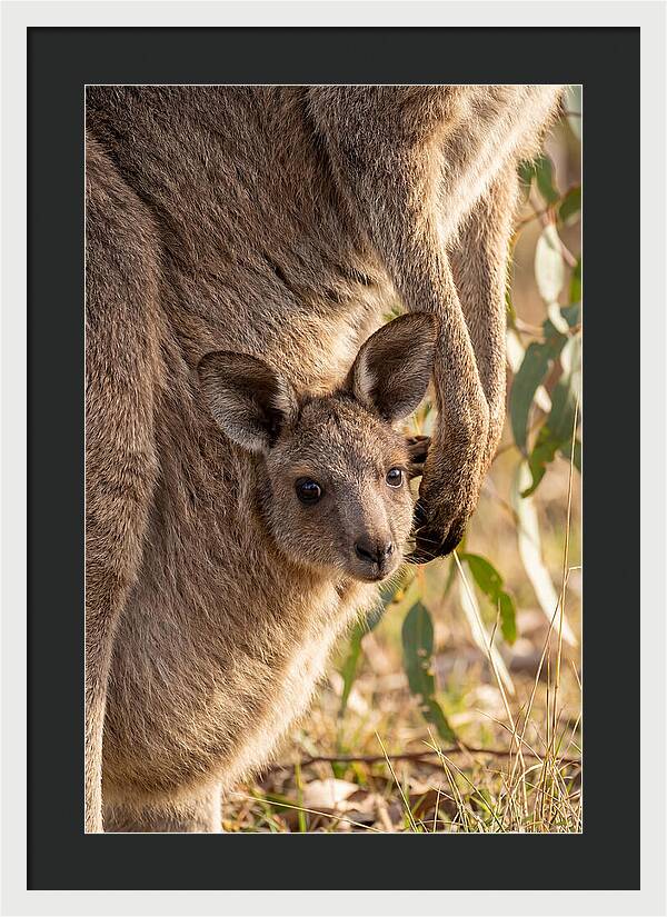 Kangaroo Joey Peeking Out