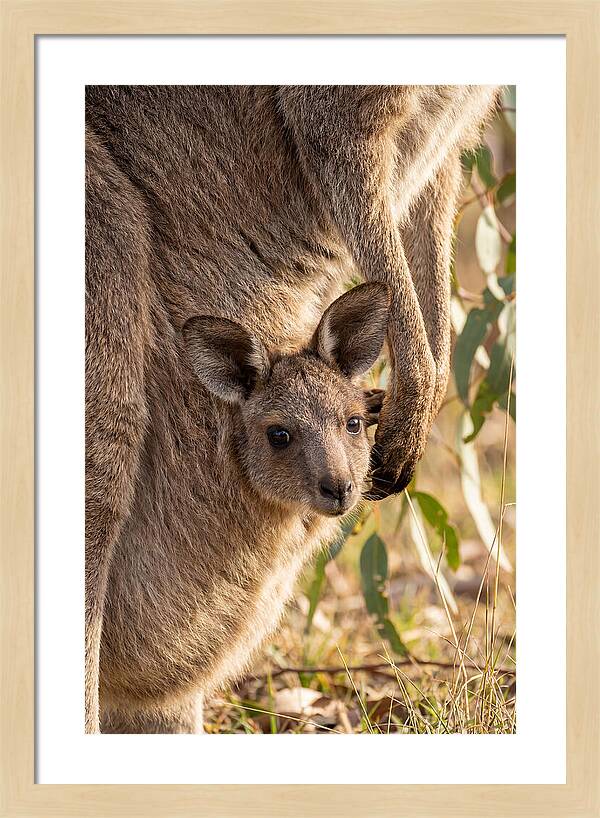 Kangaroo Joey Peeking Out