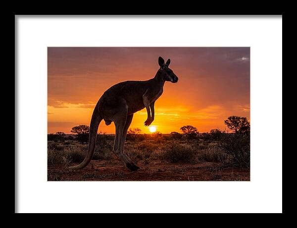 Kangaroo Shadows Against Twilight