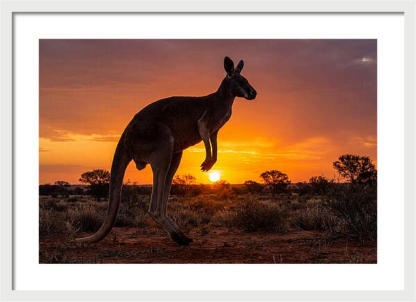 Kangaroo Shadows Against Twilight