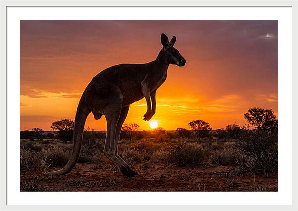 Kangaroo Shadows Against Twilight
