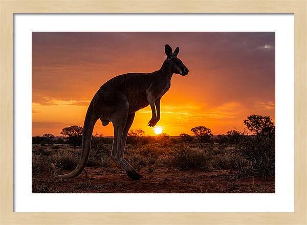 Kangaroo Shadows Against Twilight