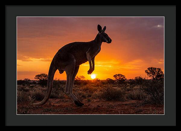Kangaroo Shadows Against Twilight