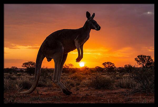 Kangaroo Shadows Against Twilight