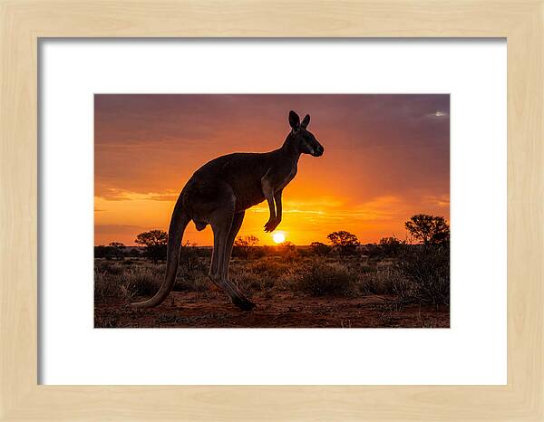 Kangaroo Shadows Against Twilight