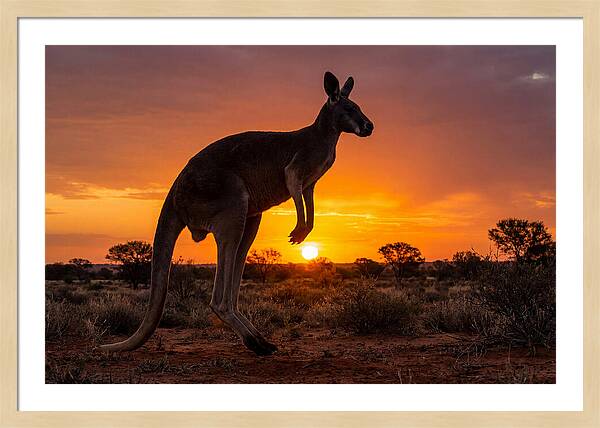 Kangaroo Shadows Against Twilight