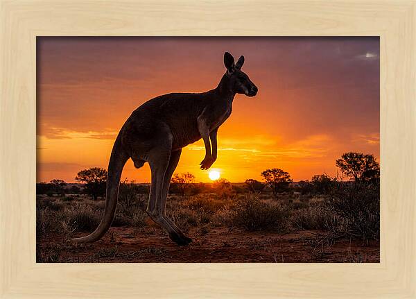 Kangaroo Shadows Against Twilight