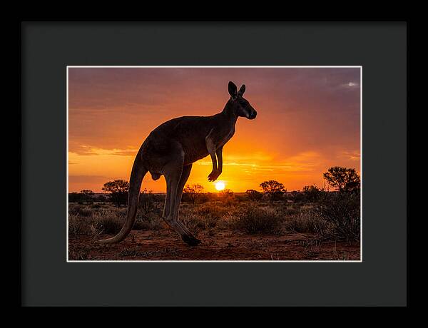 Kangaroo Shadows Against Twilight