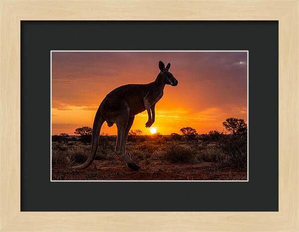 Kangaroo Shadows Against Twilight